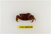 藏品(方形大額蟹)的圖片